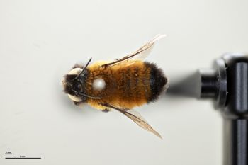 Media type: image;   Entomology 786063 Aspect: habitus dorsal view